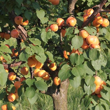 Agriturismo I Ciliegi Appartamento Ginestra Montignano 外观 照片