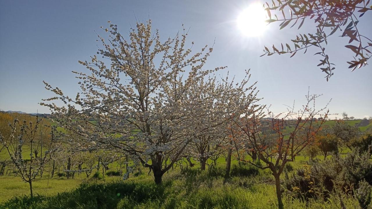 Agriturismo I Ciliegi Appartamento Ginestra Montignano 外观 照片