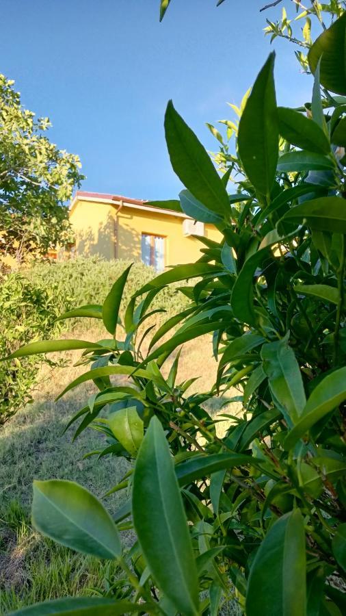 Agriturismo I Ciliegi Appartamento Ginestra Montignano 外观 照片