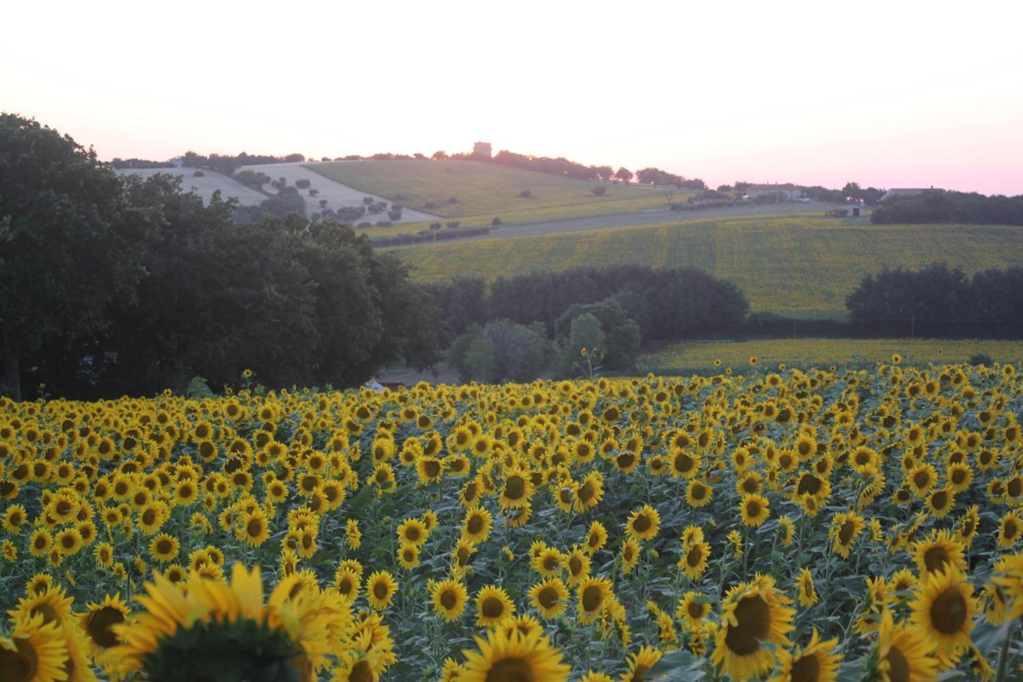 Agriturismo I Ciliegi Appartamento Ginestra Montignano 外观 照片