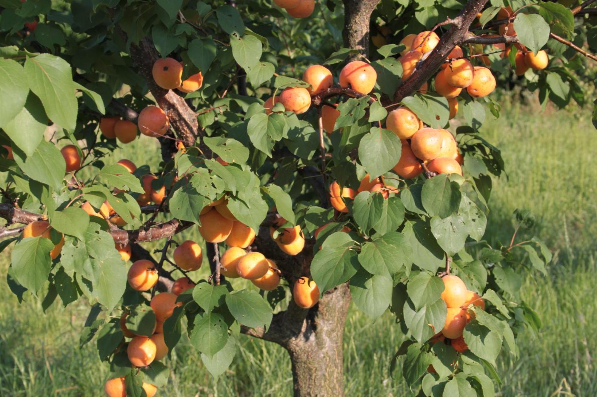 Agriturismo I Ciliegi Appartamento Ginestra Montignano 外观 照片